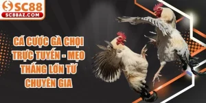 Cá Cược Gà Chọi
