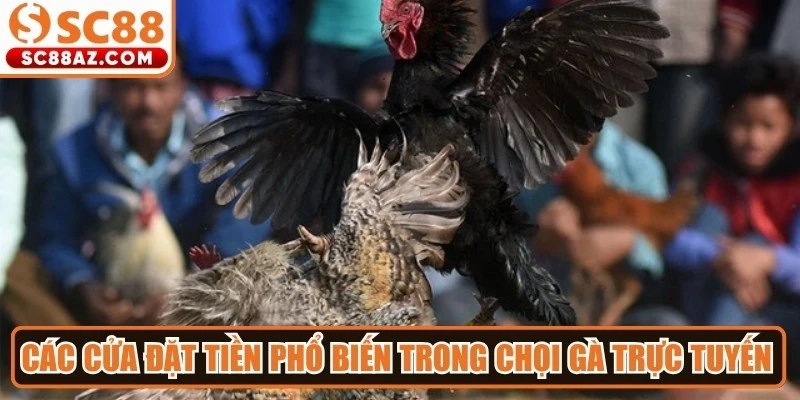 Các cửa đặt tiền phổ biến trong chọi gà trực tuyến gồm Wala, BDD, Meron