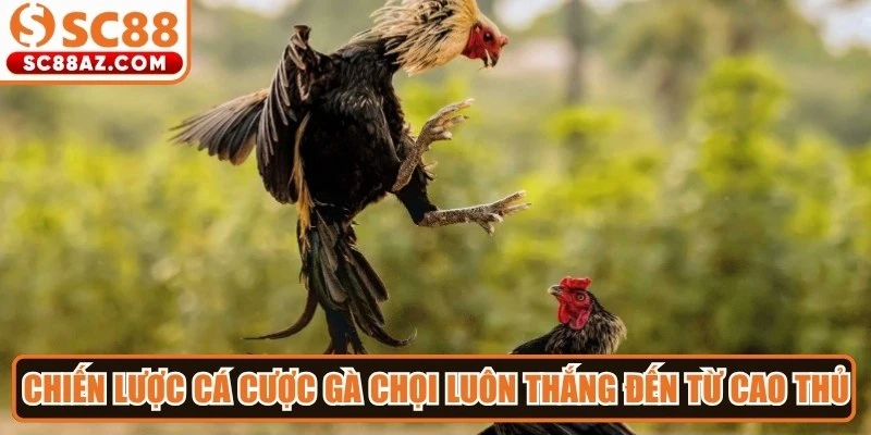 Chiến lược cá cược gà chọi luôn thắng đến từ cao thủ