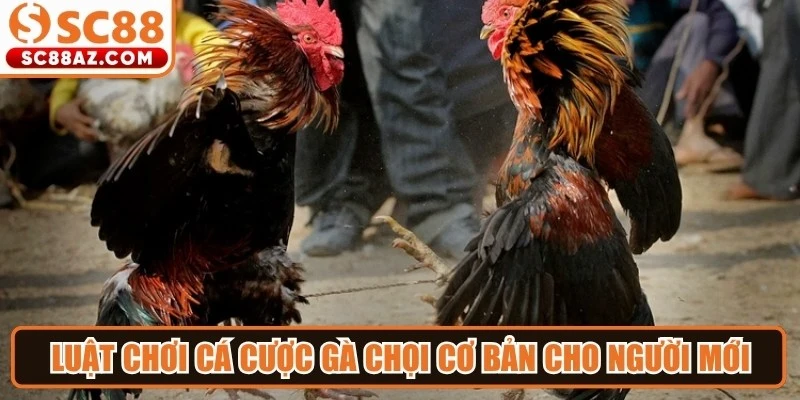 Luật chơi cá cược gà chọi cơ bản cho người mới dễ nắm bắt