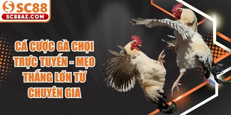 Cá Cược Gà Chọi