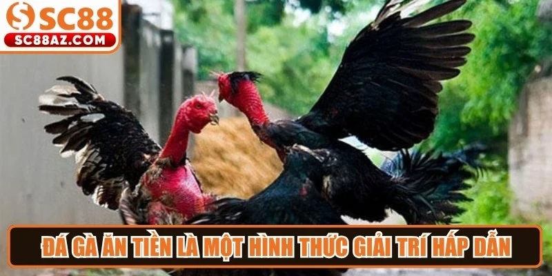 Đá gà ăn tiền là một hình thức giải trí hấp dẫn với nhiều trận đấu kịch tính