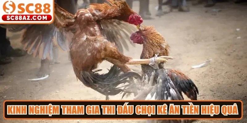 Kinh nghiệm tham gia thi đấu chọi kê ăn tiền hiệu quả cho anh em