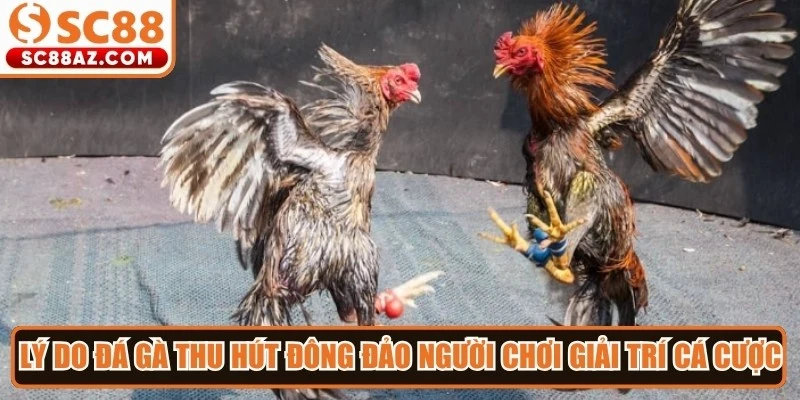 Lý do đá gà thu hút đông đảo người chơi giải trí cá cược mỗi ngày