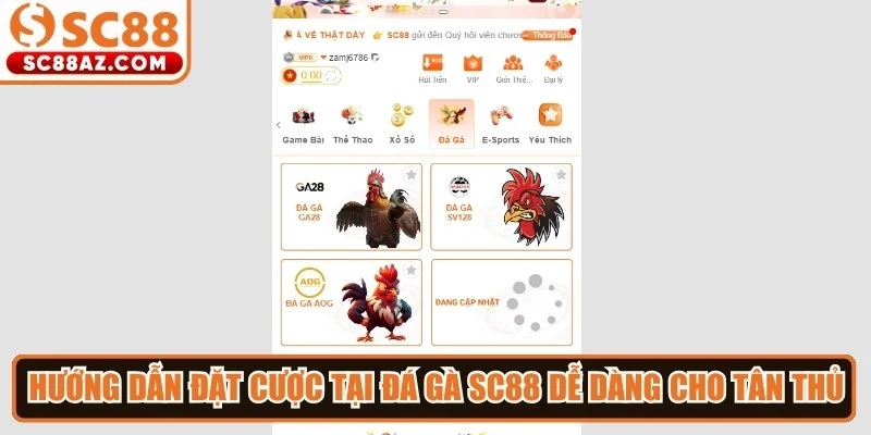 Hướng dẫn đặt cược tại đá gà Sc88 dễ dàng cho tân thủ