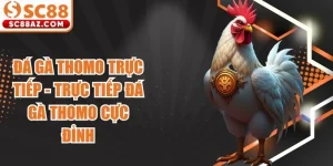 Đá Gà Thomo Trực Tiếp