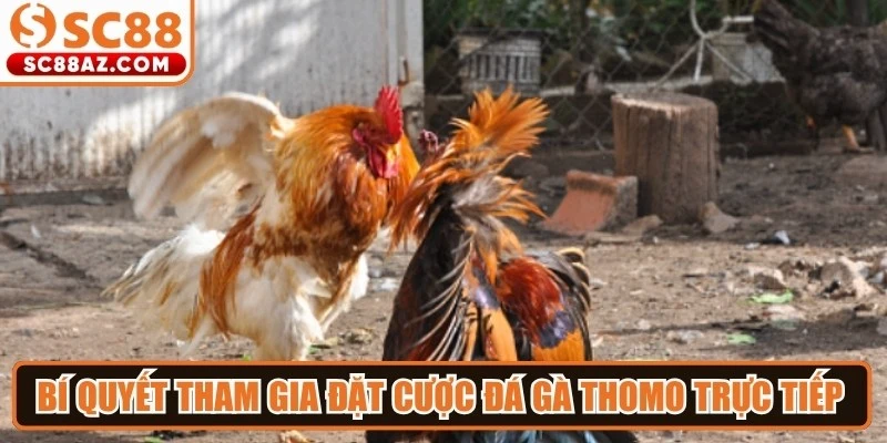 Bí quyết tham gia đặt cược đá gà thomo trực tiếp luôn giành chiến thắng