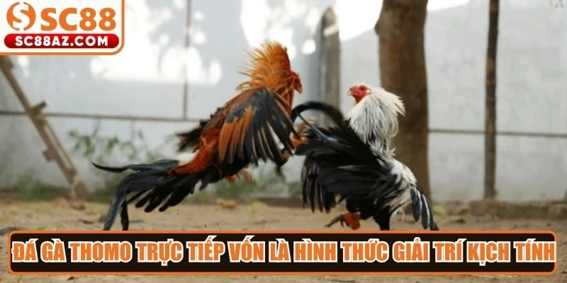 Đá gà thomo trực tiếp vốn là hình thức giải trí kịch tính, bùng nổ hiện nay