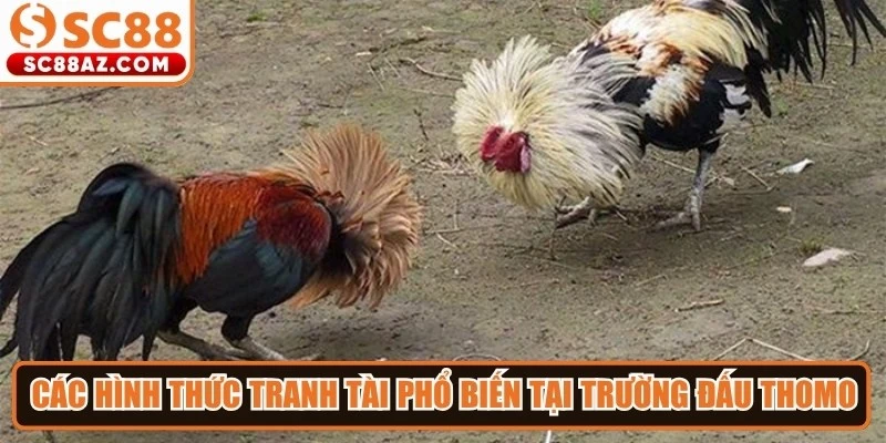 Các hình thức tranh tài phổ biến tại trường đấu Thomo