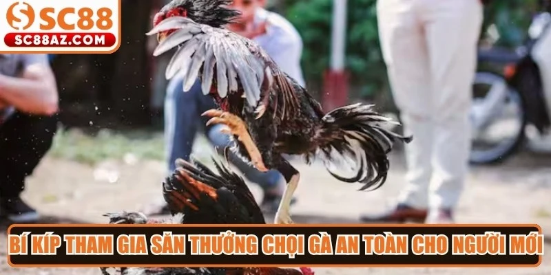 Bí kíp tham gia săn thưởng chọi gà an toàn cho người mới