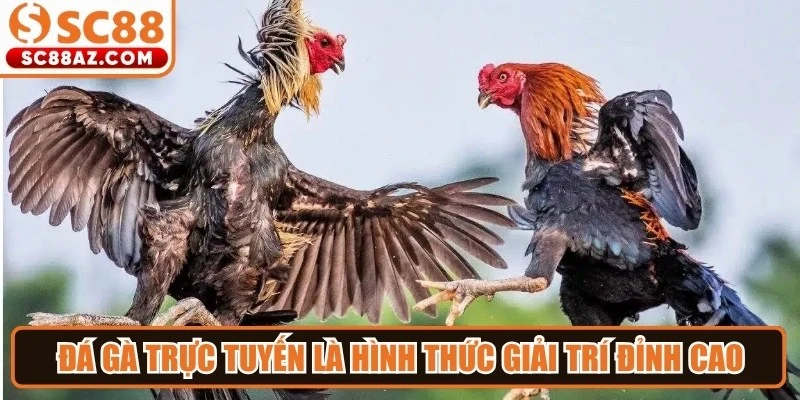 Đá gà trực tuyến là hình thức giải trí đỉnh cao thu hút triệu kê thủ