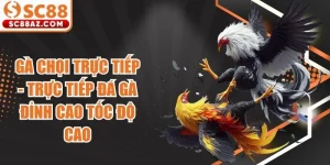 Gà Chọi Trực Tiếp