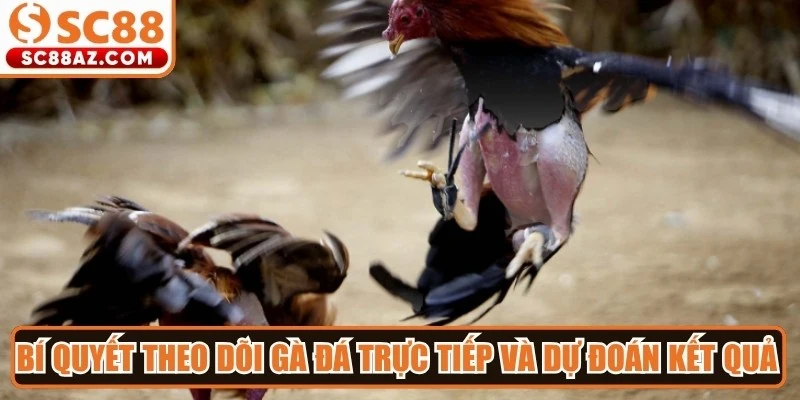 Bí quyết theo dõi gà đá trực tiếp và dự đoán kết quả hiệu quả