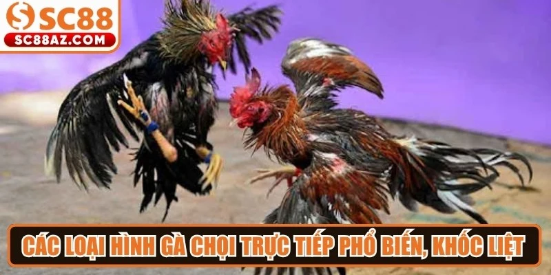 Các loại hình gà chọi trực tiếp phổ biến, khốc liệt nhất hiện nay