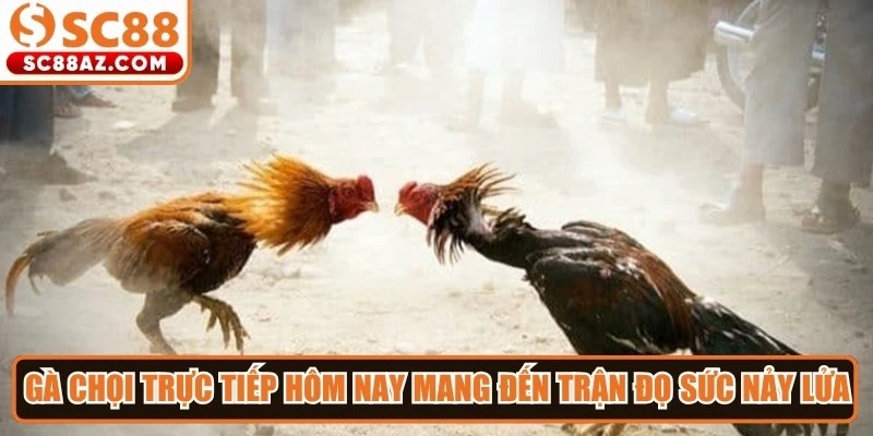 Gà chọi trực tiếp hôm nay mang đến những trận đọ sức nảy lửa
