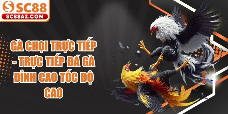 Gà Chọi Trực Tiếp