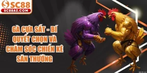 Gà Cựa Sắt