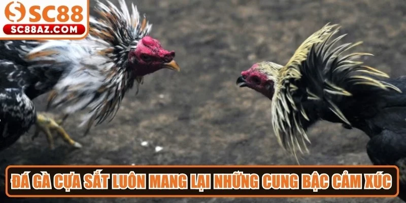 Đá gà cựa sắt luôn mang lại những cung bậc cảm xúc bùng nổ cho người xem