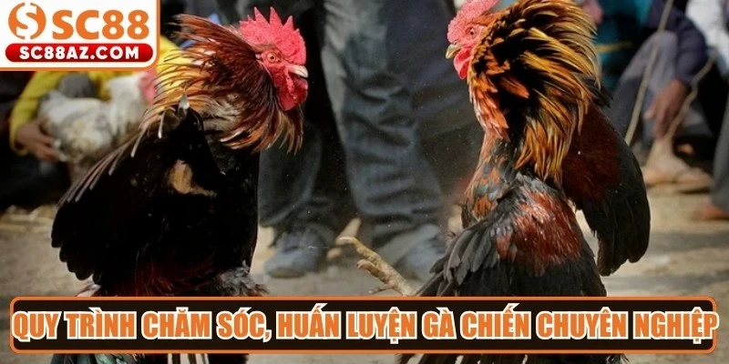 Quy trình chăm sóc, huấn luyện gà chiến một cách chuyên nghiệp