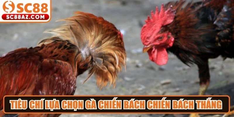 Tiêu chí lựa chọn gà chiến bách chiến bách thắng cho chủ kê