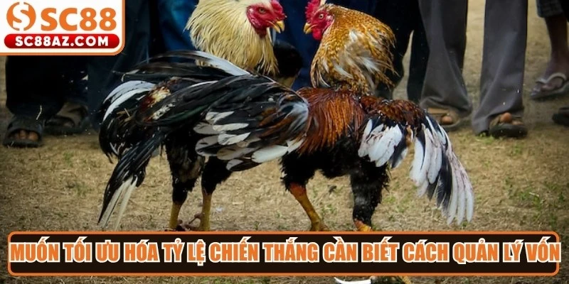 Muốn tối ưu hóa tỷ lệ chiến thắng anh em cần biết cách quản lý vốn