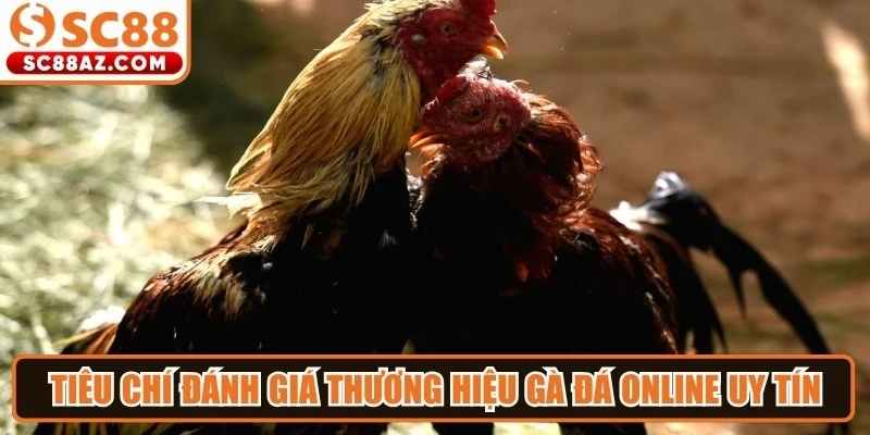 Tiêu chí đánh giá thương hiệu gà đá online uy tín mới nhất 2026