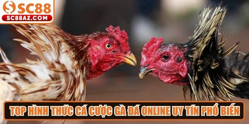 Top hình thức cá cược gà đá online uy tín phổ biến thị trường