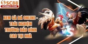 Xem Gà Đá Online