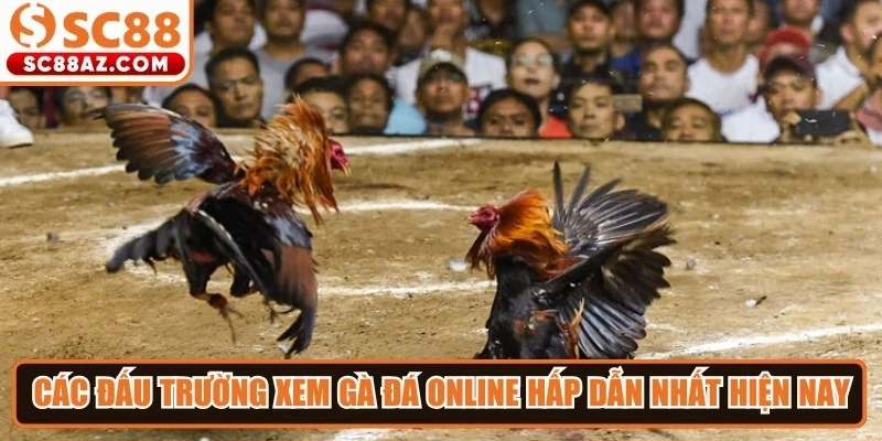 Các đấu trường xem gà đá online hấp dẫn nhất hiện nay