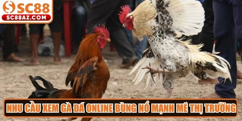 Nhu cầu xem gà đá online bùng nổ mạnh mẽ thị trường