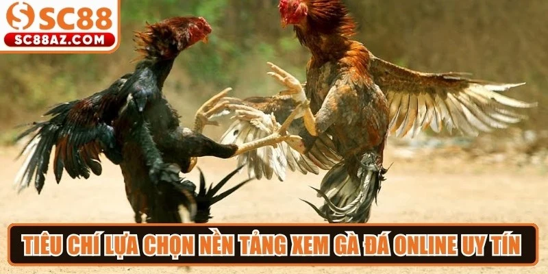 Tiêu chí lựa chọn nền tảng xem gà đá online uy tín cho chủ kê